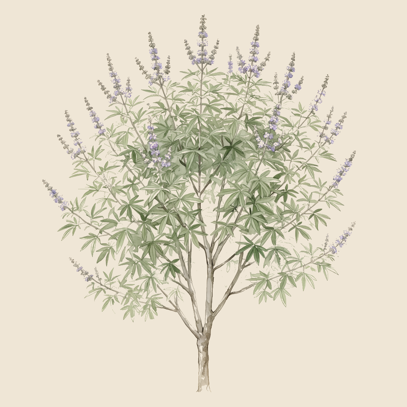 Chaste tree (Vitex agnus-castus) — syntropic agroforestry species