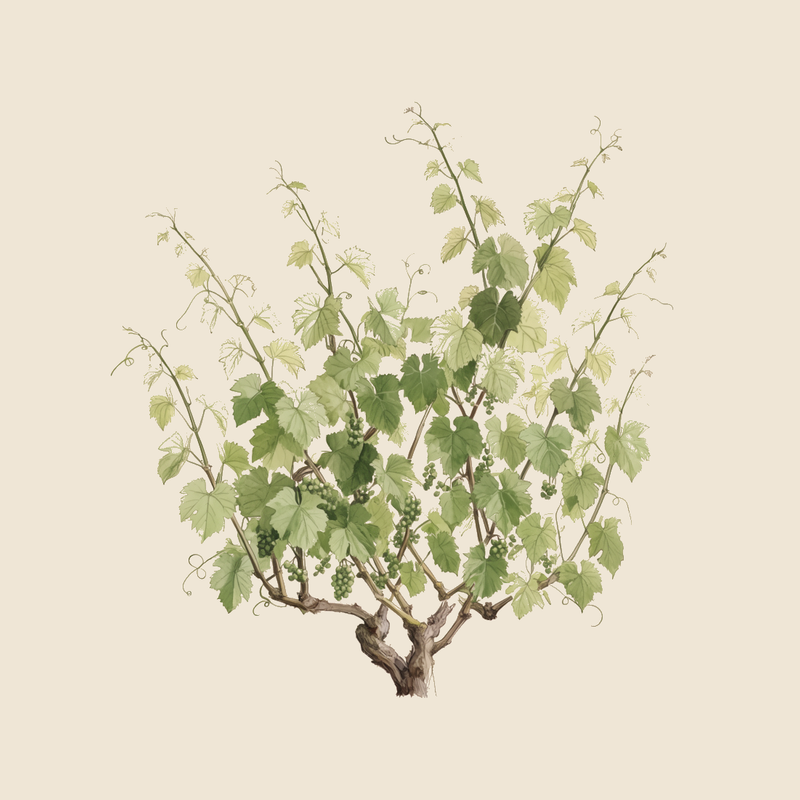 Grape vine (Vitis vinifera) — syntropic agroforestry species