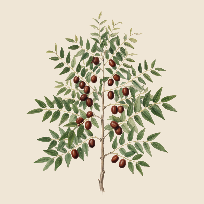 Jujube (Ziziphus jujuba) — syntropic agroforestry species